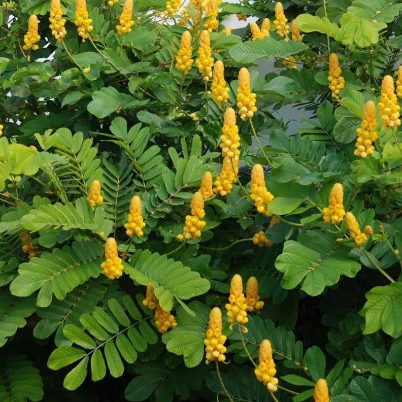 Candlestick Cassia Plant Seeds