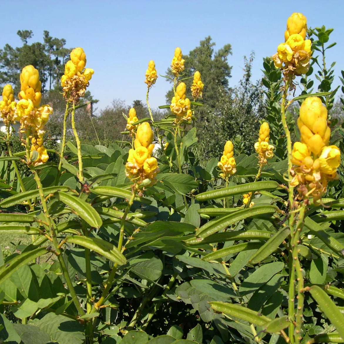 Candlestick Cassia Plant Seeds