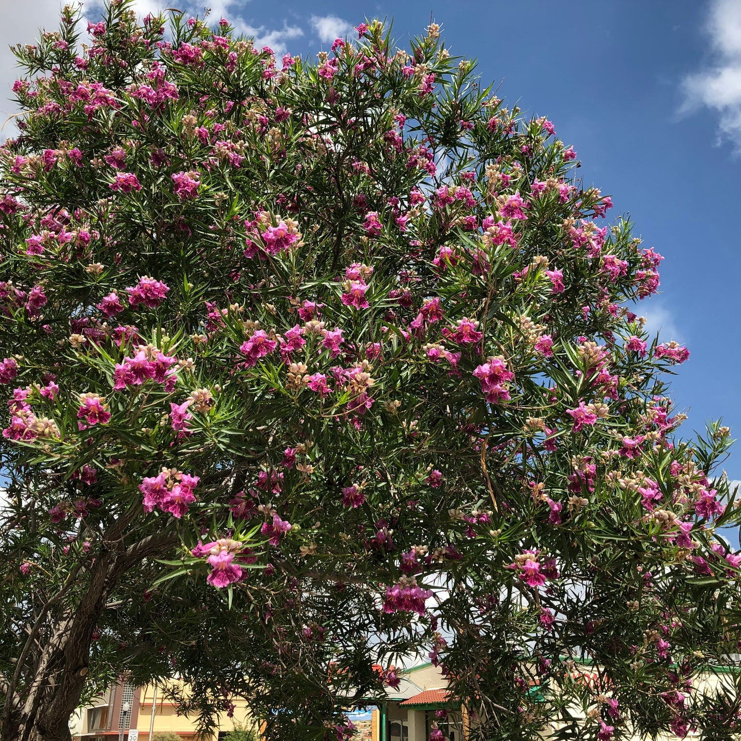 Pink Willow Tree Seeds
