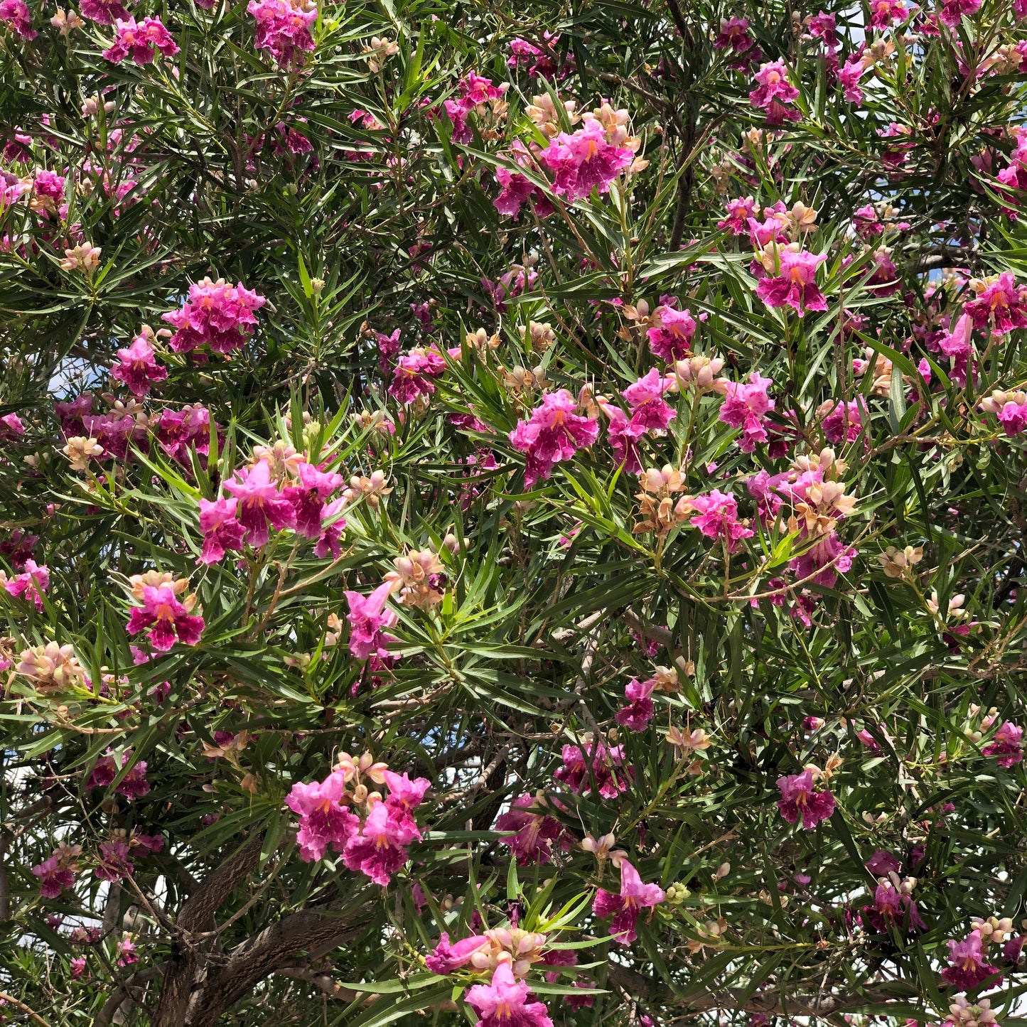 Pink Willow Tree Seeds