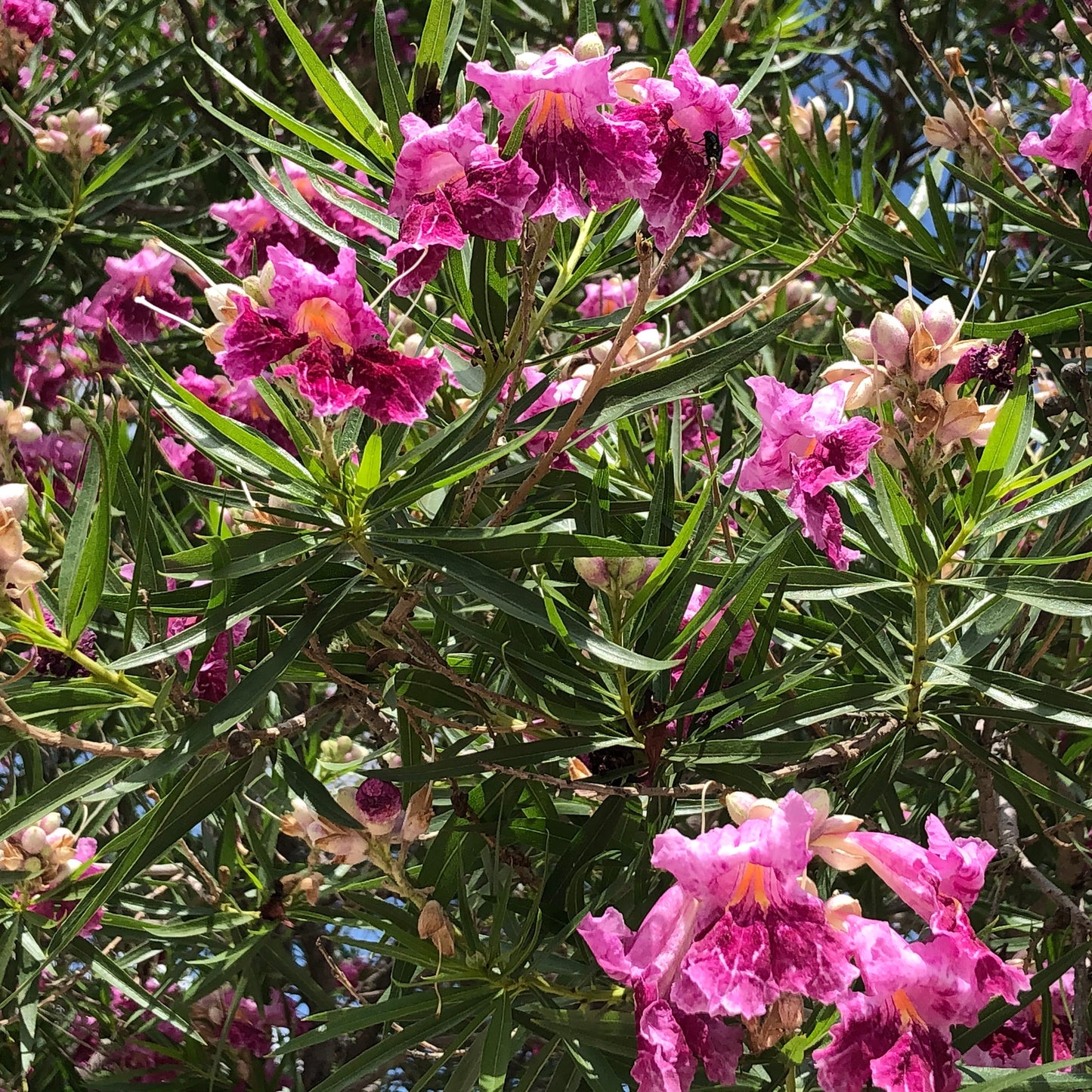 Pink Willow Tree Seeds