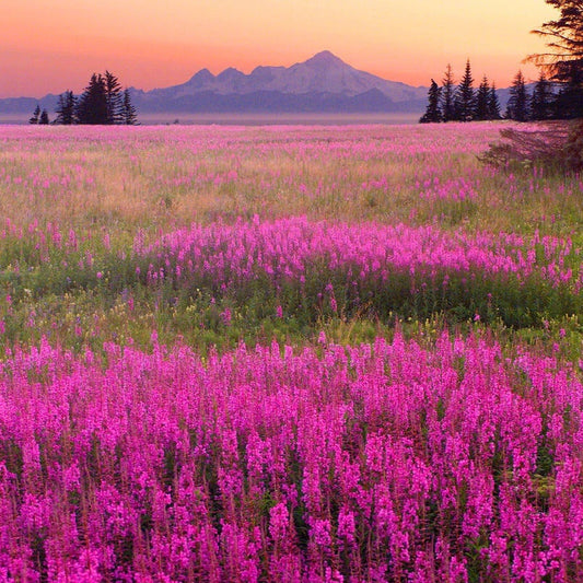 Fireweed Flower Seeds