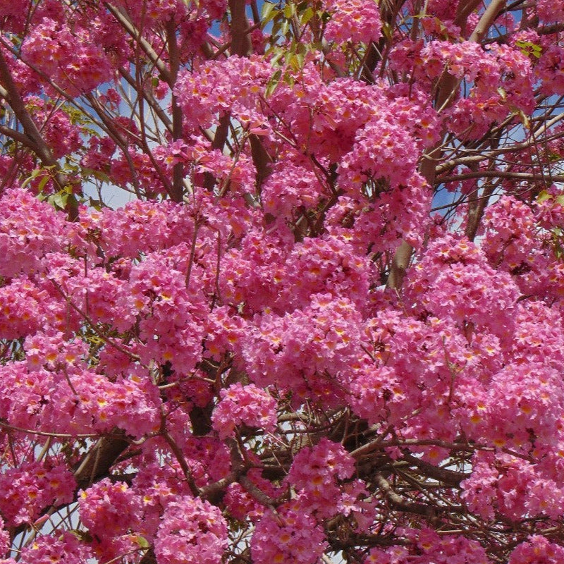 Pink Trumpet Tabebuia Tree Seeds