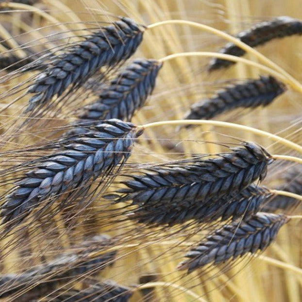 Black Hulless Barley Ornamental Grass Seeds