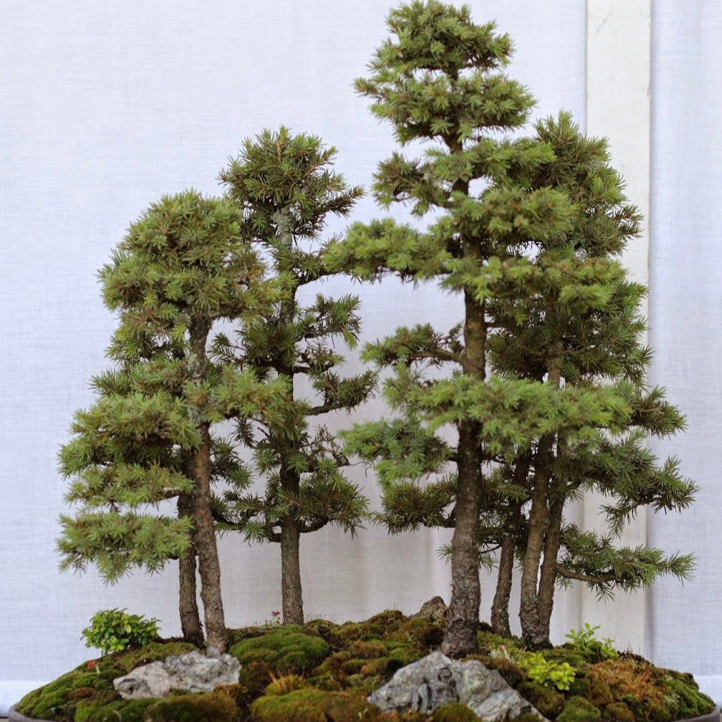 Red Spruce Tree Seeds
