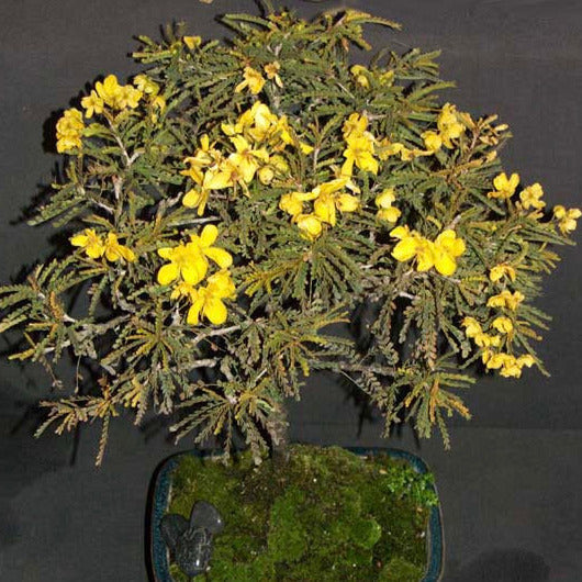 Golden Cassia Tree Seeds