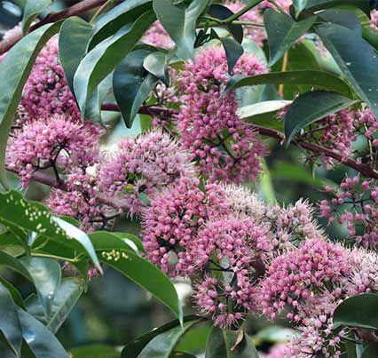Pink Euodia Doughwood Tree Seeds