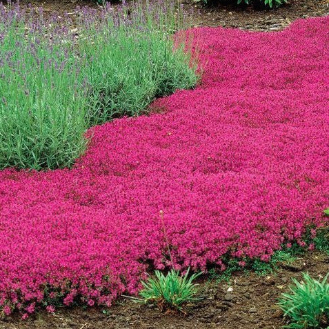 Magic Carpet Creeping Thyme Ornamental Groundcover Seeds