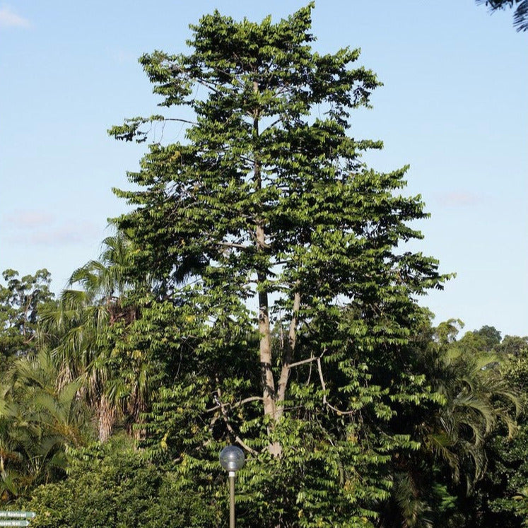 Chanel Number Five "Ylang Ylang" Tree Seeds