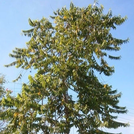 Chanel Number Five "Ylang Ylang" Tree Seeds