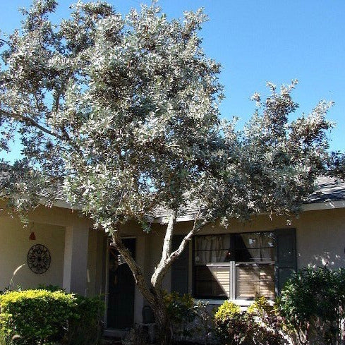 Silver Buttonwood Tree Seeds