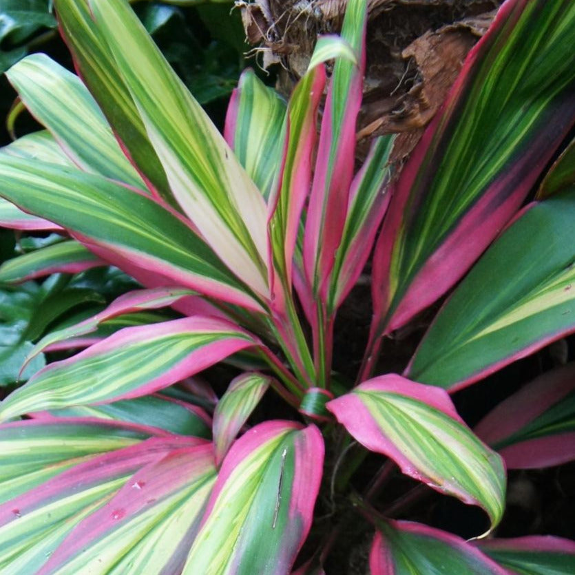 Kiwi Cordyline Ti Plant Seeds