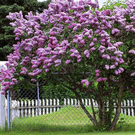 Common Lilac Tree Seeds