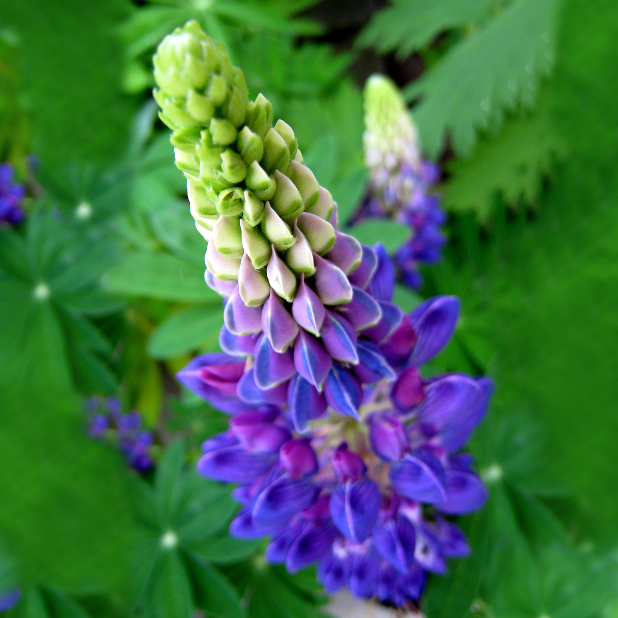 Lupine Flower Seeds