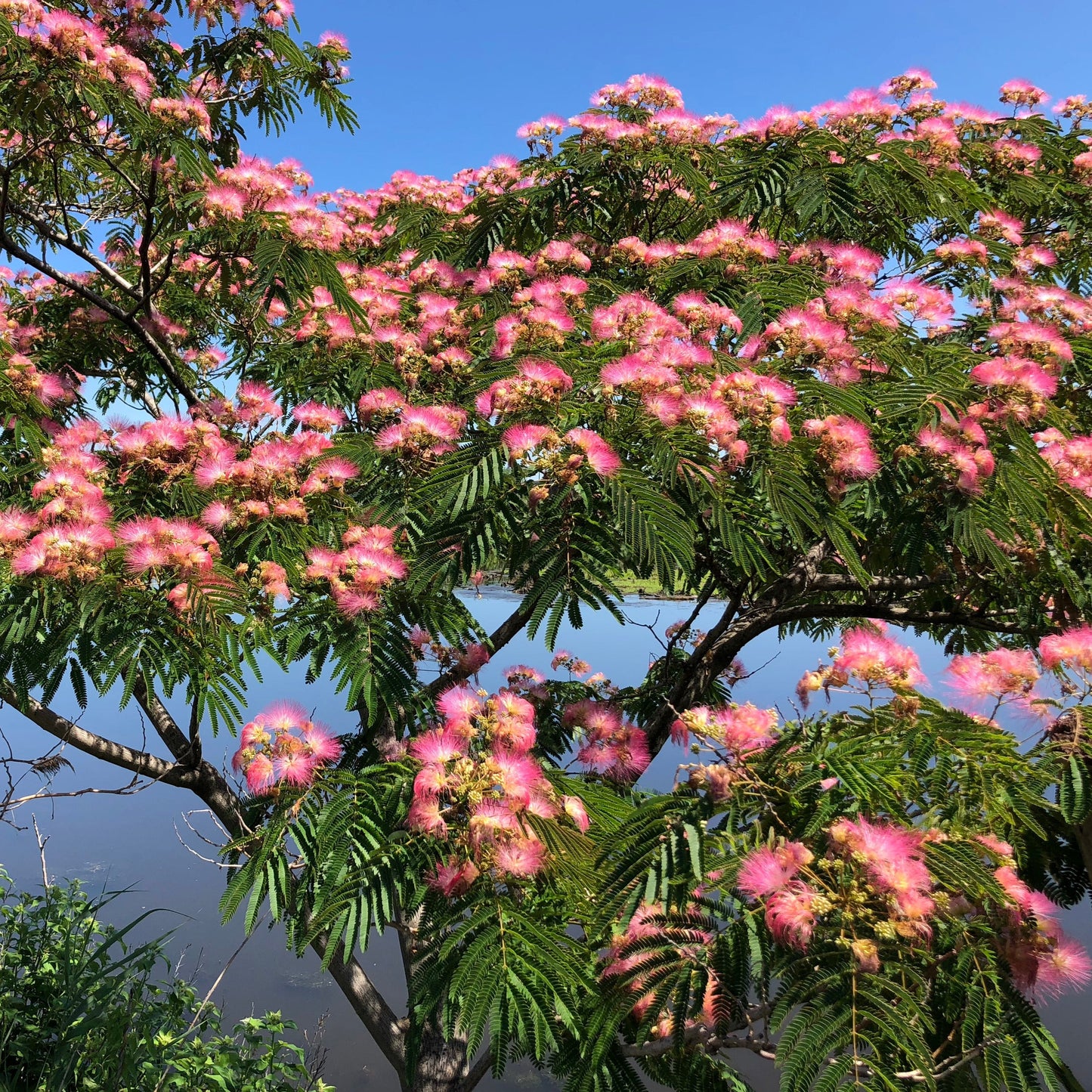 Mimosa Tree Seeds
