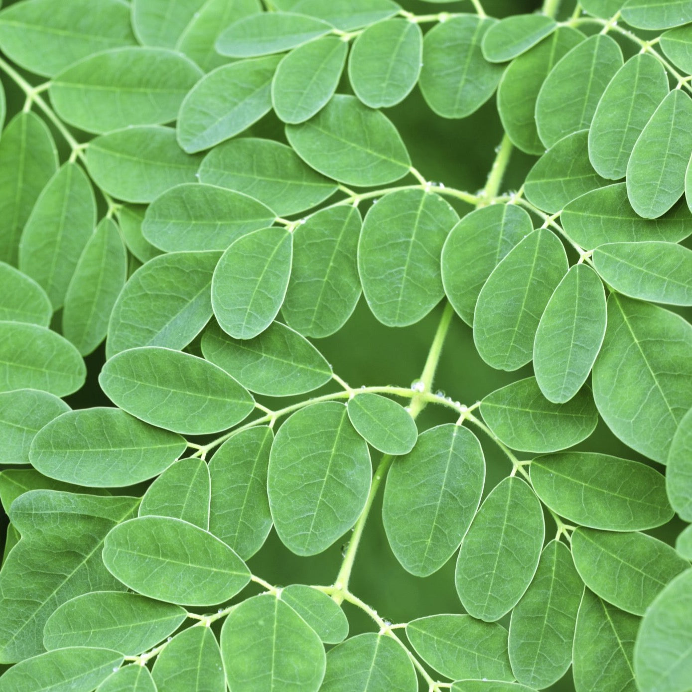 Moringa Drumstick Tree Seeds