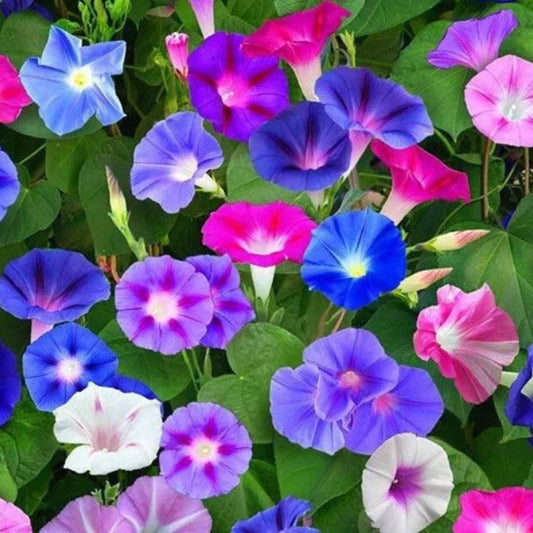 Morning Glory Plant Seed Mix