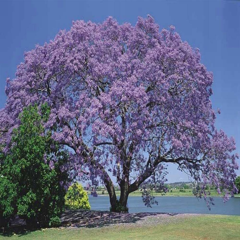 Royal Empress Tree Seeds