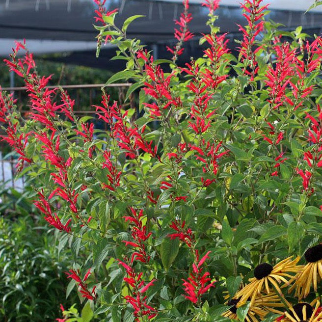 pineapple sage plant near me Pineapple Sage – Garden & Glimmer