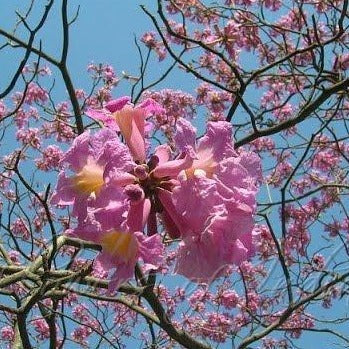 Pink Trumpet Tabebuia Tree Seeds