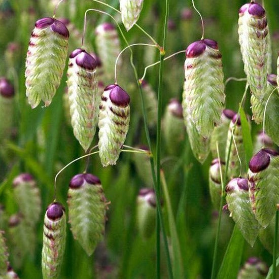 Quaking Ornamental Grass Seeds