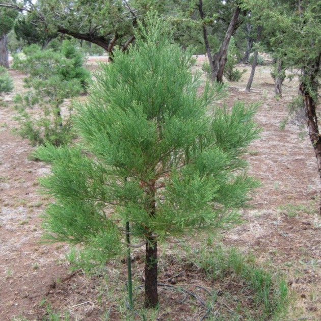 Giant Sequoia Redwood Tree Seeds