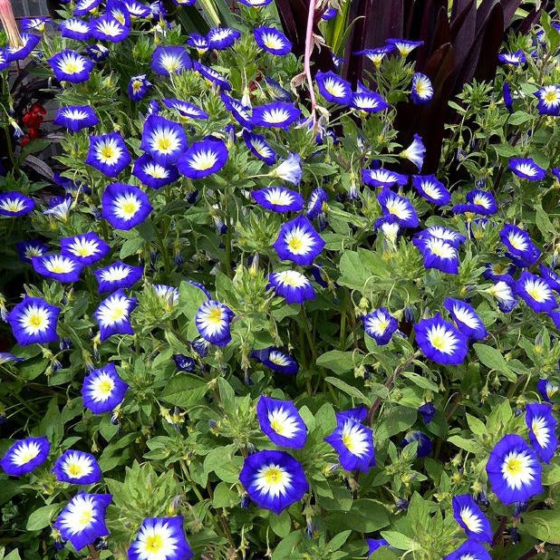 Royal Ensign Morning Glory Plant Seeds