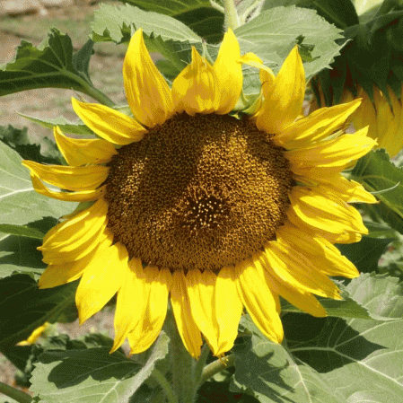 Sunspot Sunflower