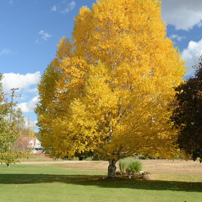White Paper Birch Tree Seeds