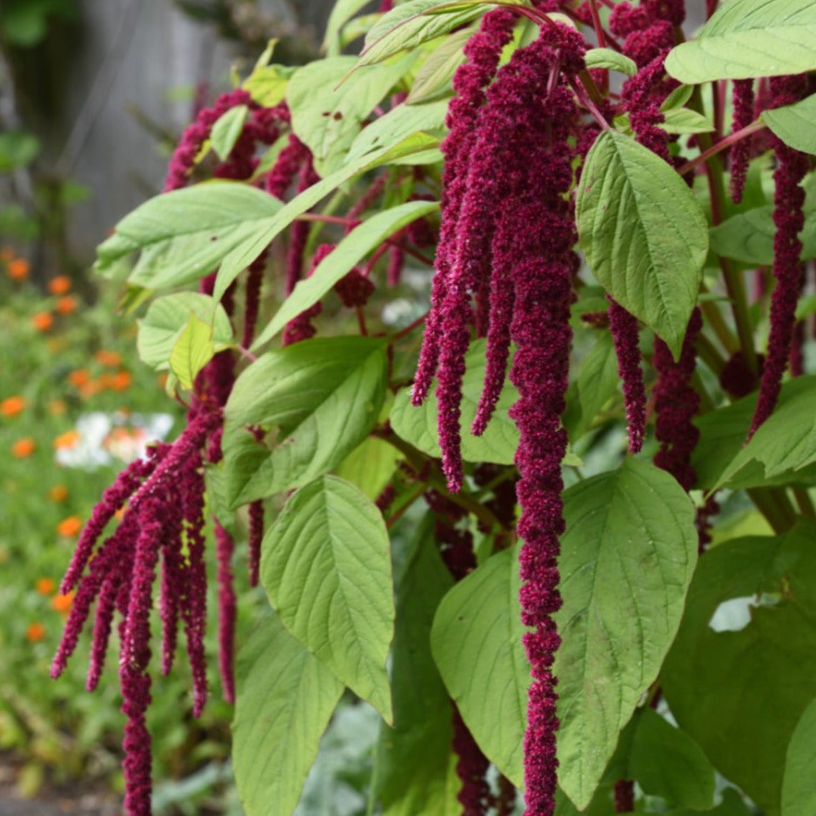 Amaranth "Love Lies Bleeding" Plant Seeds