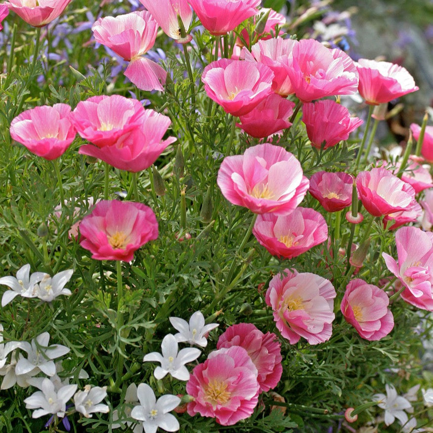 Watermelon Poppy