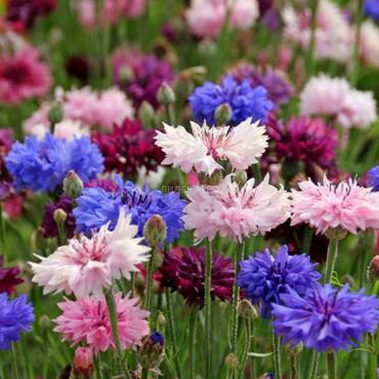 Bachelor Button "Cyanus Double" Flower Seeds