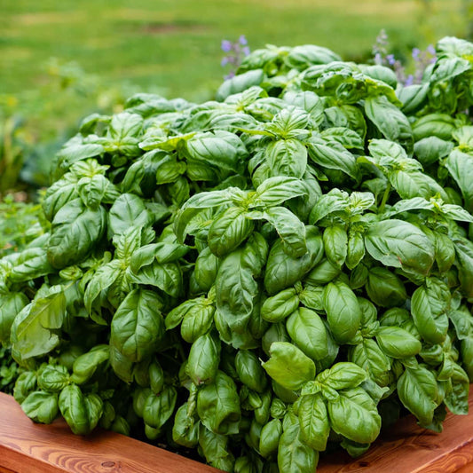 Organic Basil Plant Seeds