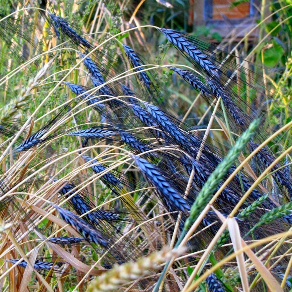 Black Knight Ornamental Grass
