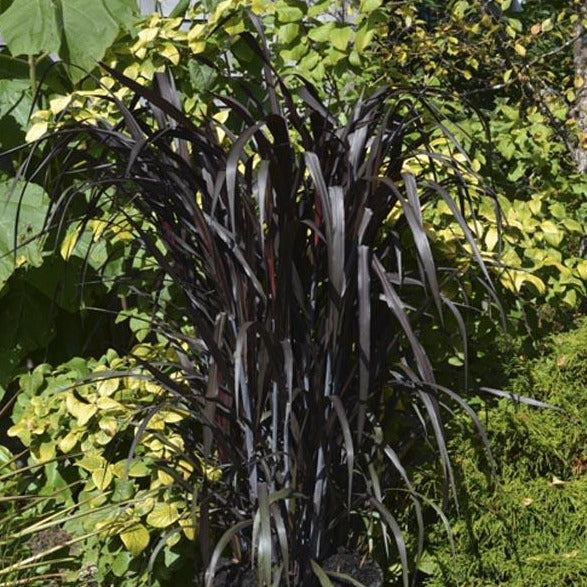 Black Knight Ornamental Grass