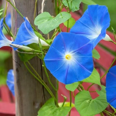 Blue Morning Glory Plant Seeds