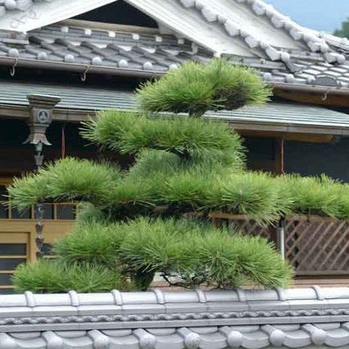 Japanese Black Pine Tree Seeds