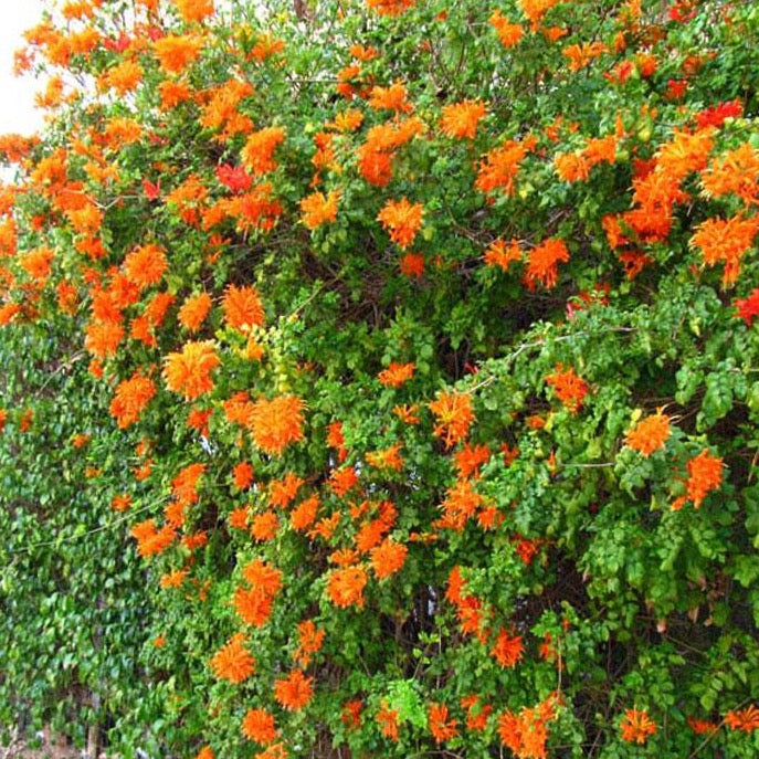 Cape Honeysuckle