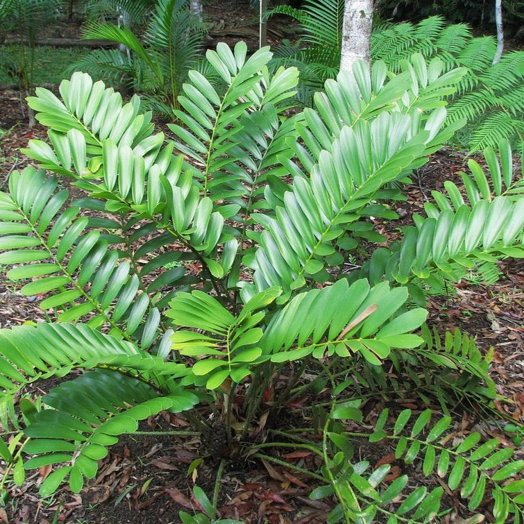 cardboard plant seeds Cardboard Palm (Zamia) Seeds – Garden & Glimmer