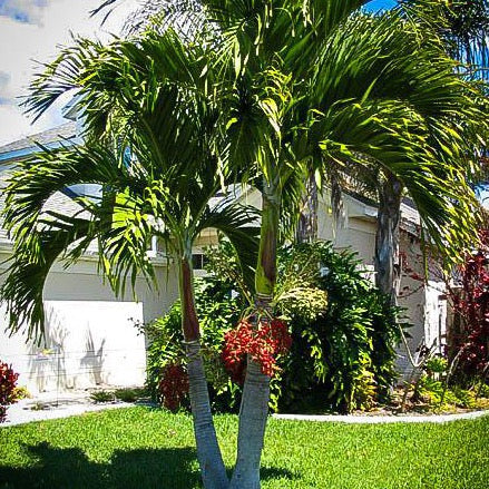 Christmas Palm Tree Seeds