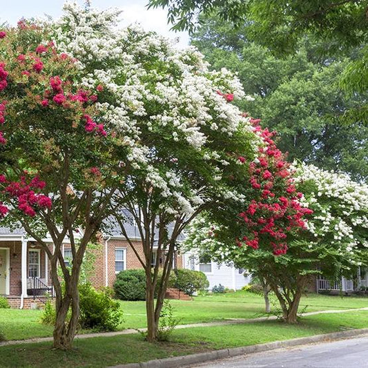 Crepe Myrtle Tree (Bundle Pack)