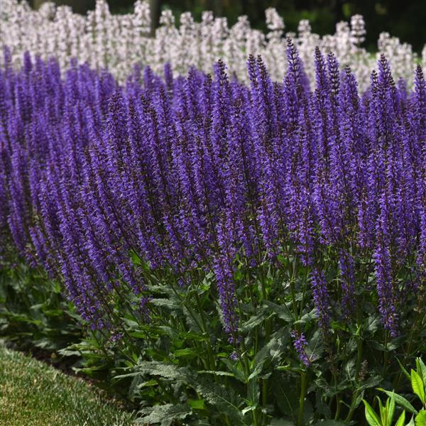Blue Salvia Sage Plant Seeds