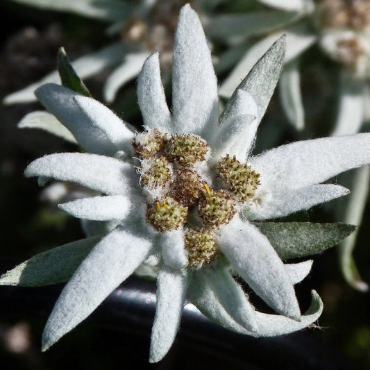 Edelweiss Flower Seeds