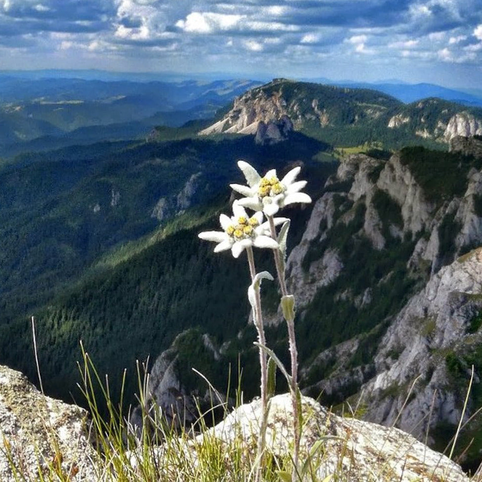 Edelweiss Flower Seeds