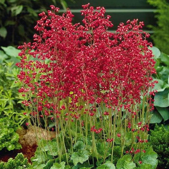 Firefly Coral Bells Plant Seeds