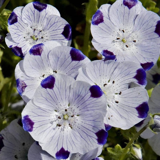 Five Spot Flower Seeds