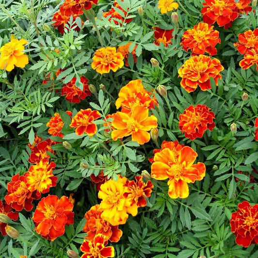Dwarf French Marigold Flower Seeds