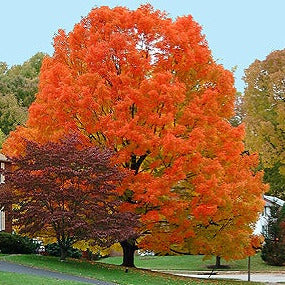 Mountain Maple Tree Seeds