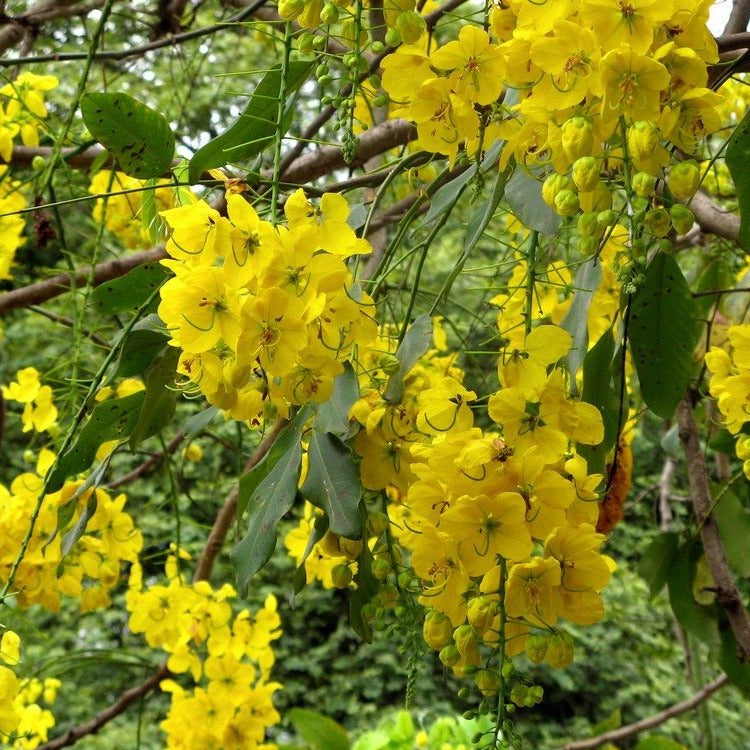Golden Cassia Tree Seeds