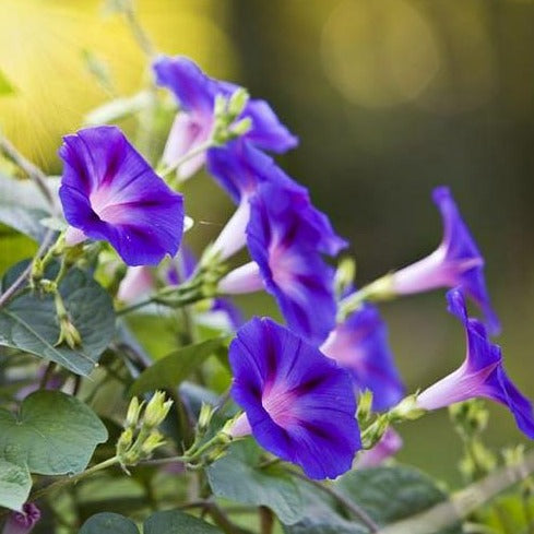 Purple "Grandpa Ott" Morning Glory Plant Seeds